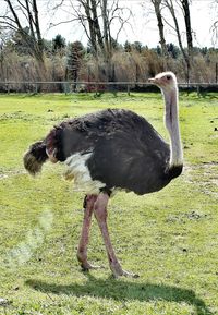 Side view of a bird on field