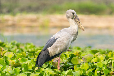 Asian open bill stork