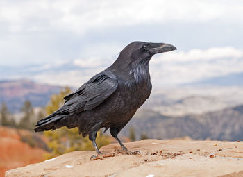 Common raven in bryce canyon national park in utah
