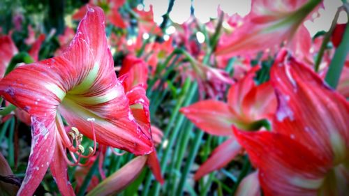 Close-up of red flowers