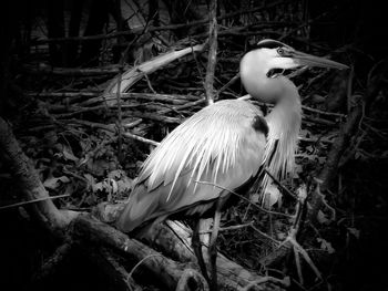 Close-up of bird