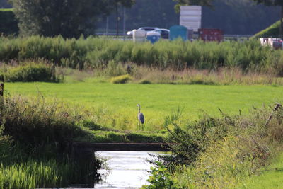 View of birds on grassy land