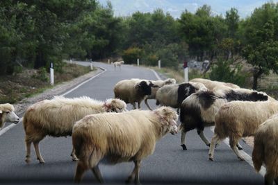 Sheeps across the street 