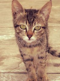 Portrait of cat