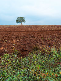 Plants growing on field against sky