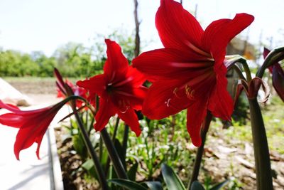 Close-up of red flower