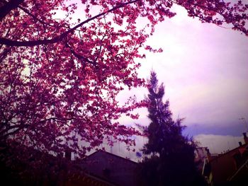 Low angle view of pink flowers on tree