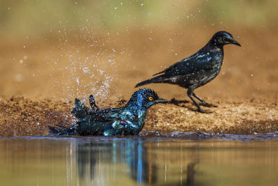 Close-up of bird in lake