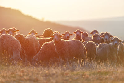 Flock of sheep in a field