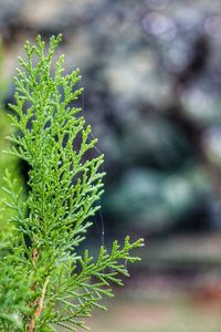 Close-up of plant growing on field