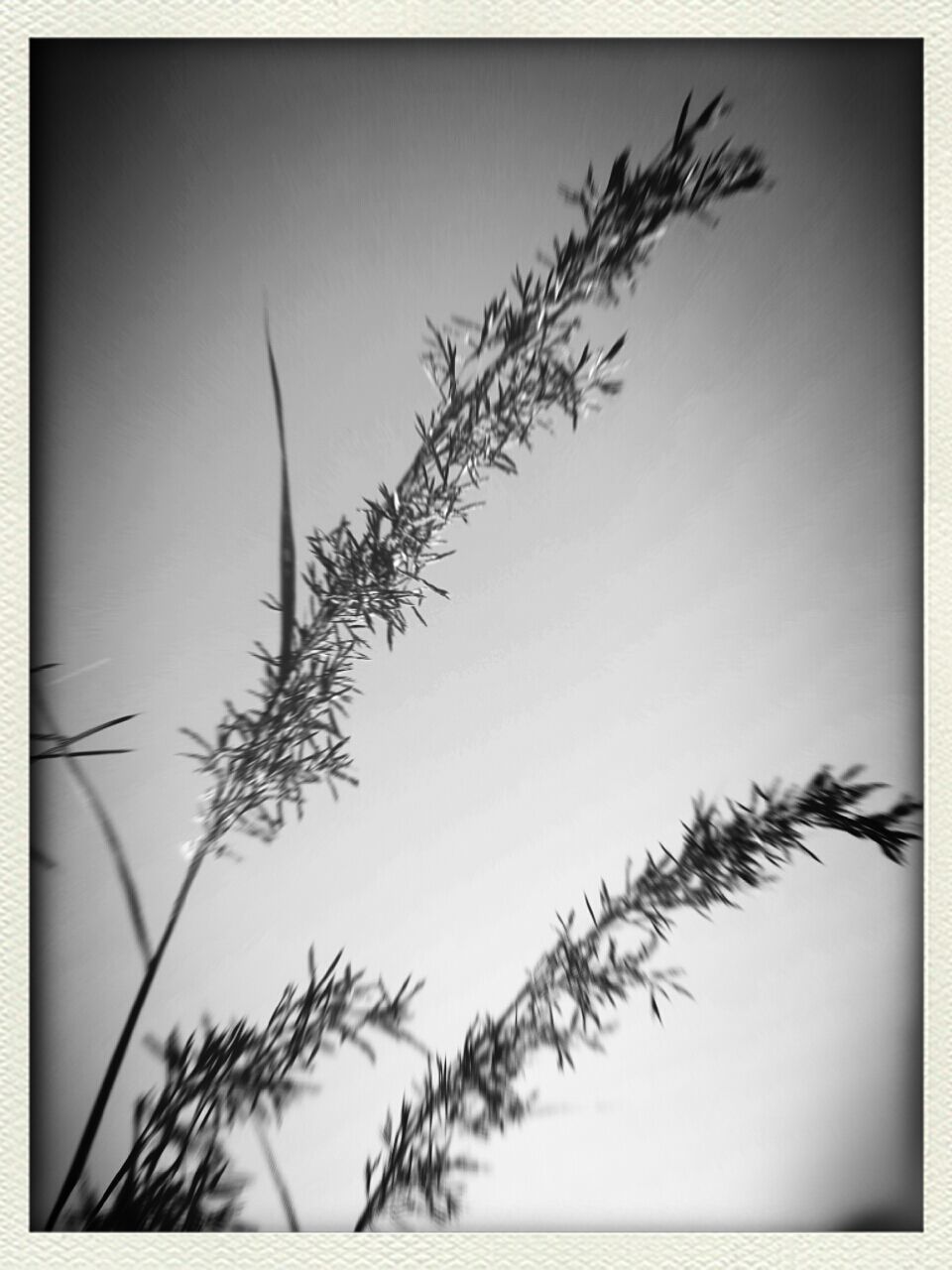 transfer print, clear sky, auto post production filter, growth, nature, plant, copy space, tranquility, branch, tree, beauty in nature, stem, tranquil scene, water, sky, no people, palm tree, scenics, outdoors, vignette