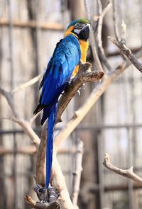 Close-up of bird perching on branch