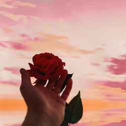 Close-up of hand holding rose against sky during sunset