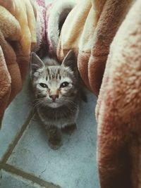 High angle portrait of a cat