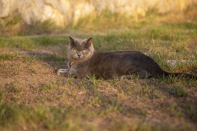 Portrait of a cat on field