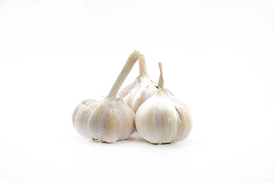 Close-up of eggs against white background