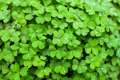 Full frame shot of water drops on leaves