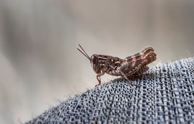 Close-up of butterfly