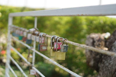 Padlocks hanging on railing against plants