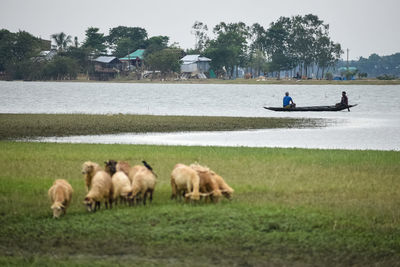 Rear view of people on grassy field