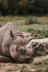 Close-up of elephant on field