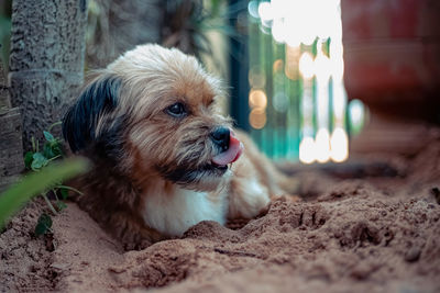 Close-up of dog looking away