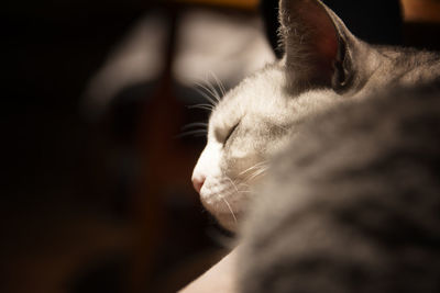 Close-up of a cat with eyes closed