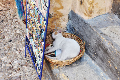 High angle view of cat sleeping in basket