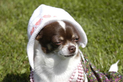 Close-up of puppy on field