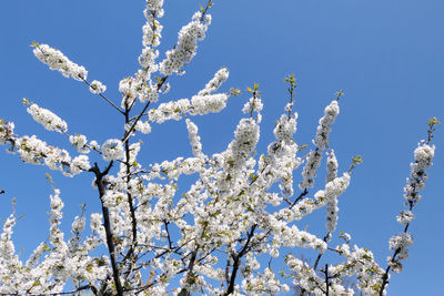 Low angle view of cherry blossom tree against blue sky