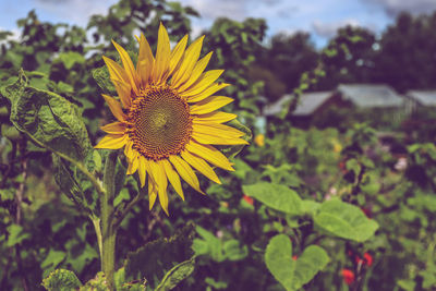 Close-up of sunflower on plant