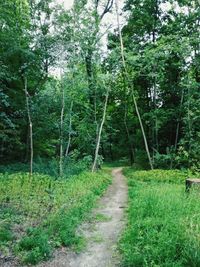 Footpath amidst trees in forest