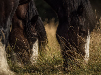 Close-up of horses on field