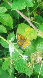 High angle view of butterfly perching on plant