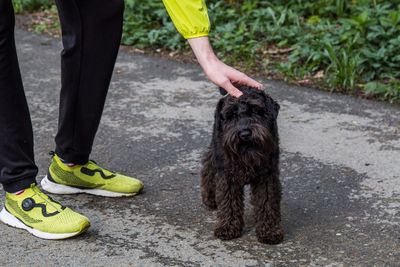 Low section of person with dog standing on floor