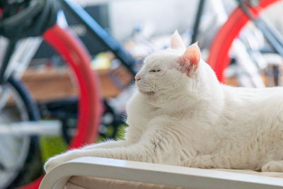 Close-up of cat sitting on bicycle