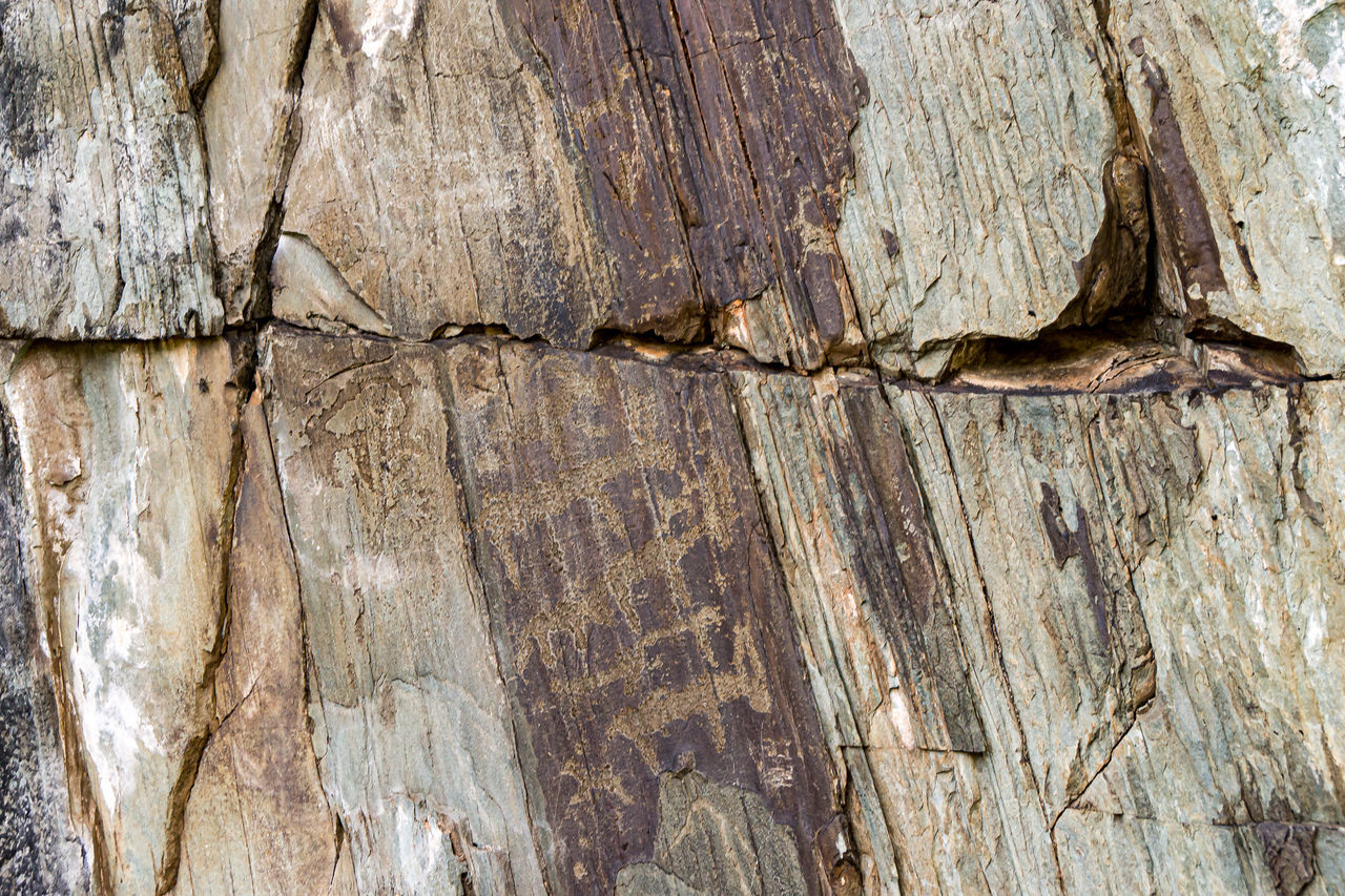 CLOSE-UP OF TREE BARK