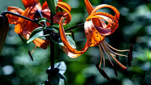 Close-up of orange flowering plants