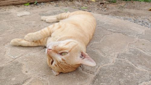 High angle view of a cat resting on footpath