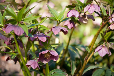 Close-up of pink flowers