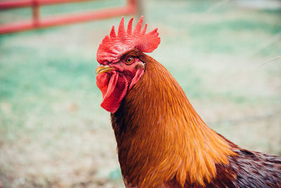 Close-up of rooster on field