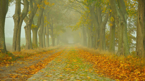 Scenic view of forest during autumn