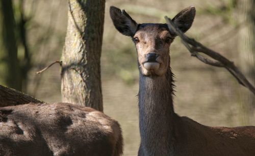 Portrait of doe in forest