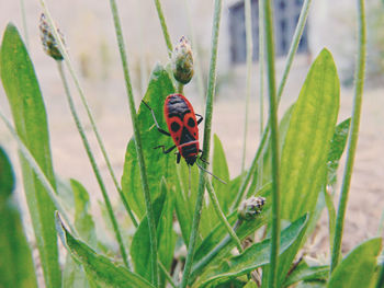 High angle view of insect on plants