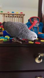 View of parrot on table at home