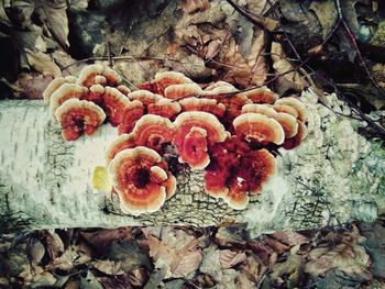 High angle view of mushrooms growing on field