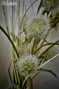 Close-up of wildflowers