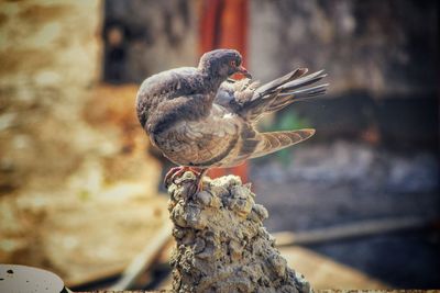 Close-up of bird perching on wood