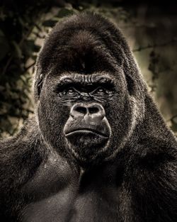 Close-up portrait of gorilla