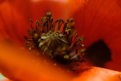 Close-up of red flower